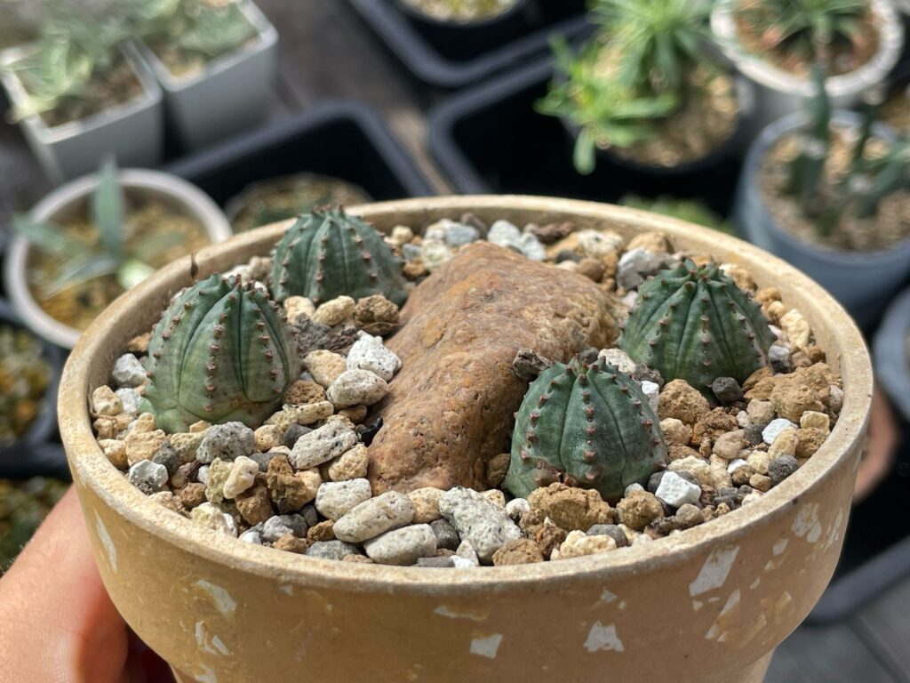 ユーフォルビア・オベサの増やし方（株分け）‐おーきっどblog
