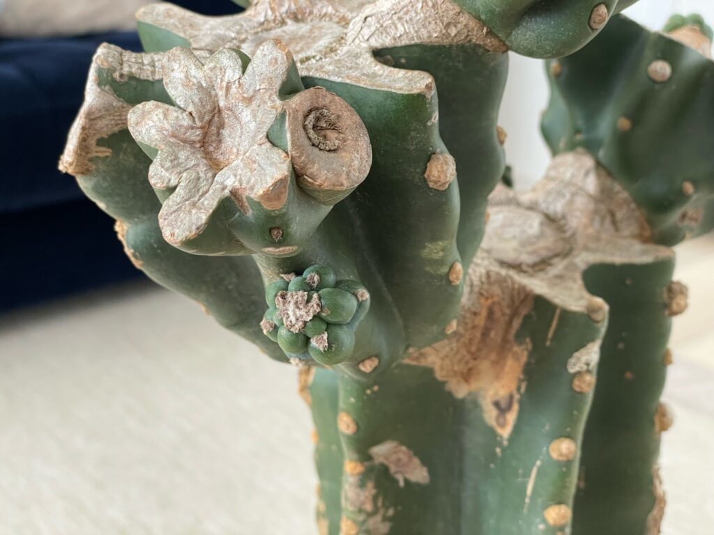 柱サボテン(鬼面角)の育て方-おーきっどblog