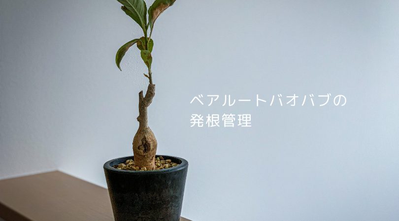 バオバブの発根管理は用土に挿すだけ！？発根完了までの管理方法を紹介