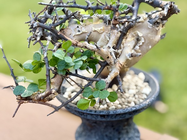 発根管理に成功したコミフォラ・カタフ（Commiphora kataf）を陶器鉢に
