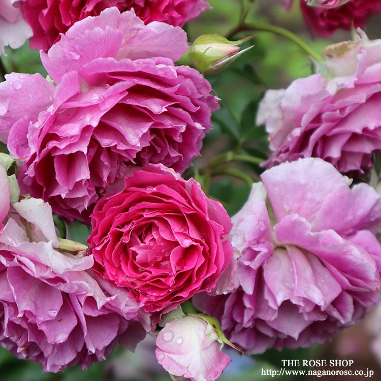 バラ苗 【シェエラザード】 (大苗) フロリバンダ 四季咲き 中輪 ピンク