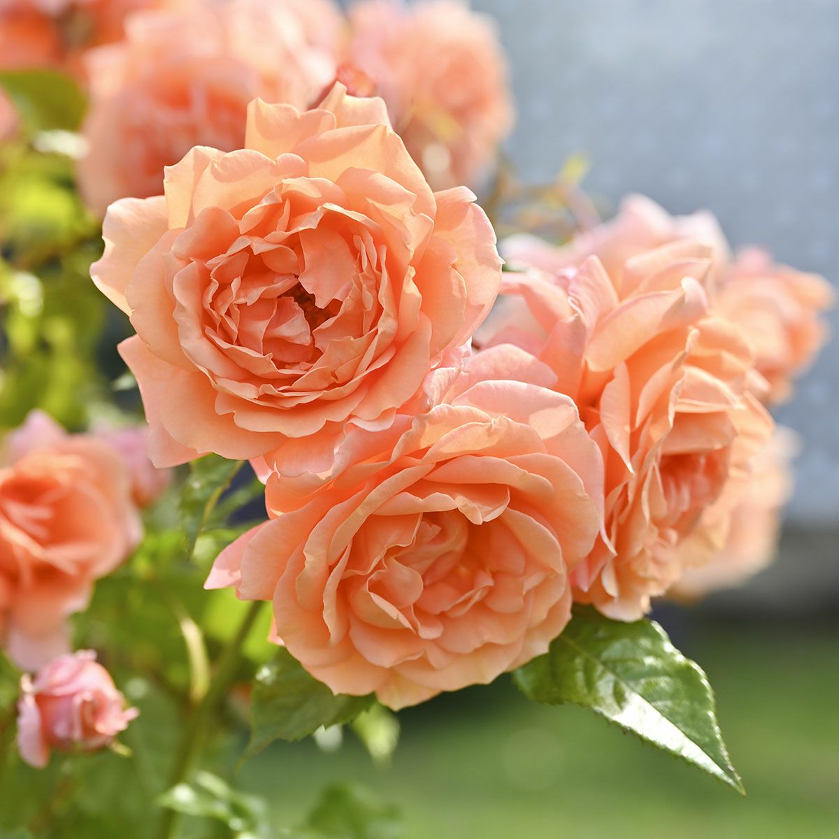 予約苗 バラ苗 【レグランビュッフェ】 (新苗) ハイブリッドティー