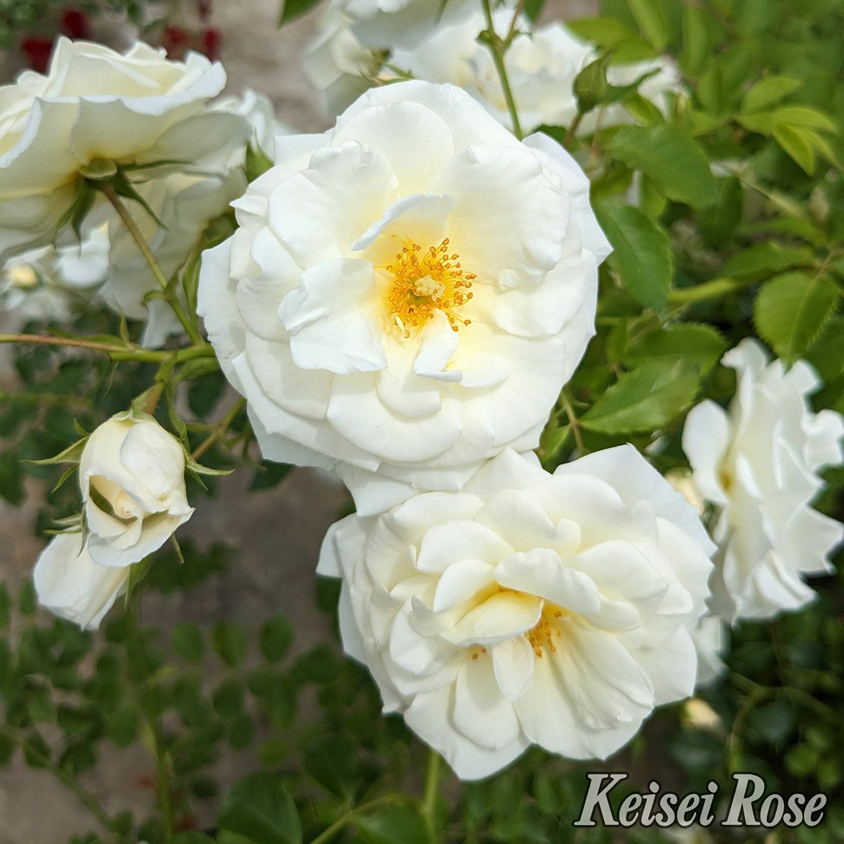 予約苗 バラ苗 【真白 (ましろ)】 (新苗) つるバラ 四季咲き中輪 白系