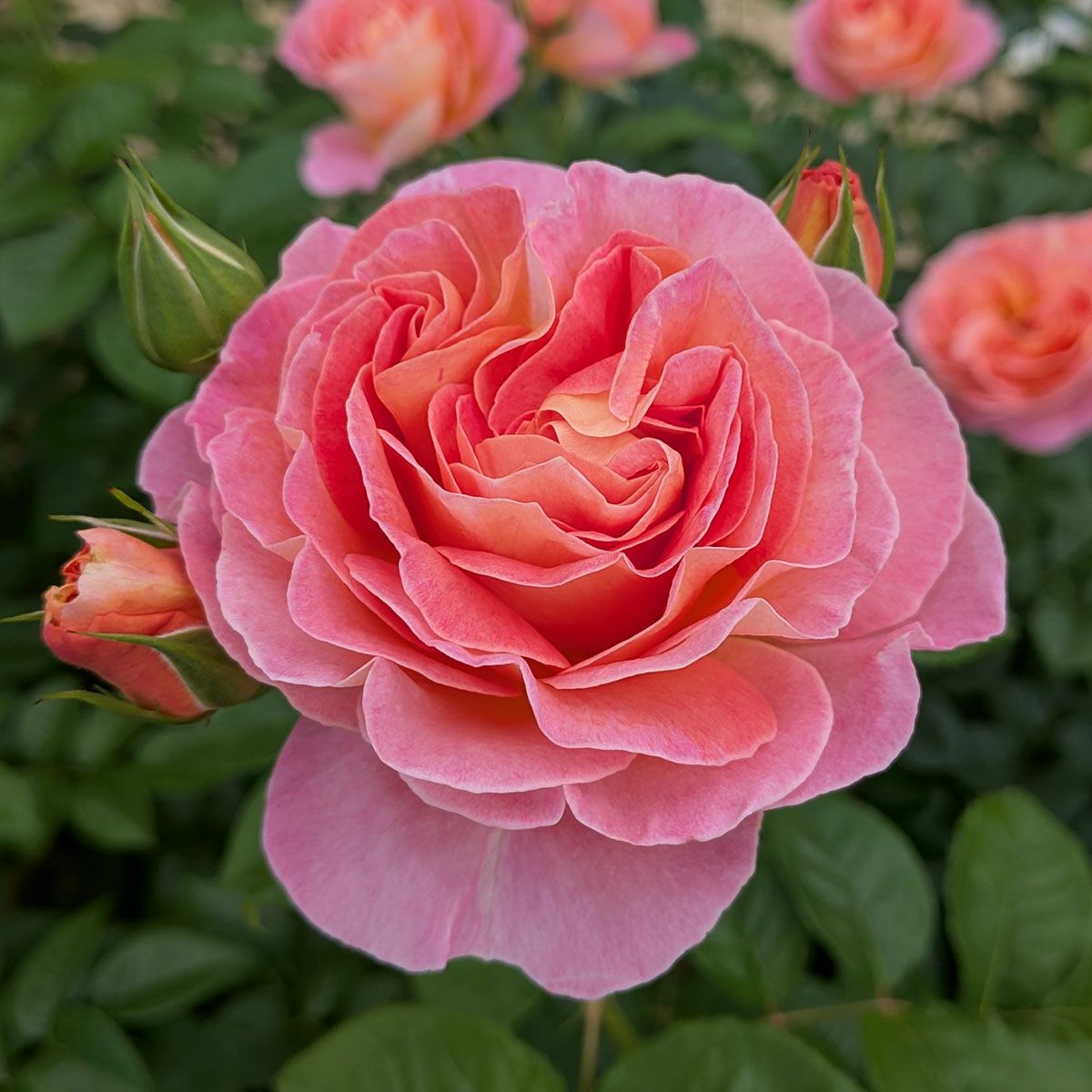 予約新苗 | THE ROSE SHOP｜バラ専門店 ザローズショップ 本店 - バラ