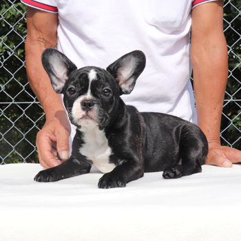 若犬 | ZAIHOO｜フレンチブルドッグ子犬販売・ウェア販売 - Part 6