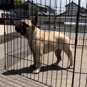 若犬 | ZAIHOO｜フレンチブルドッグ子犬販売・ウェア販売 - Part 4
