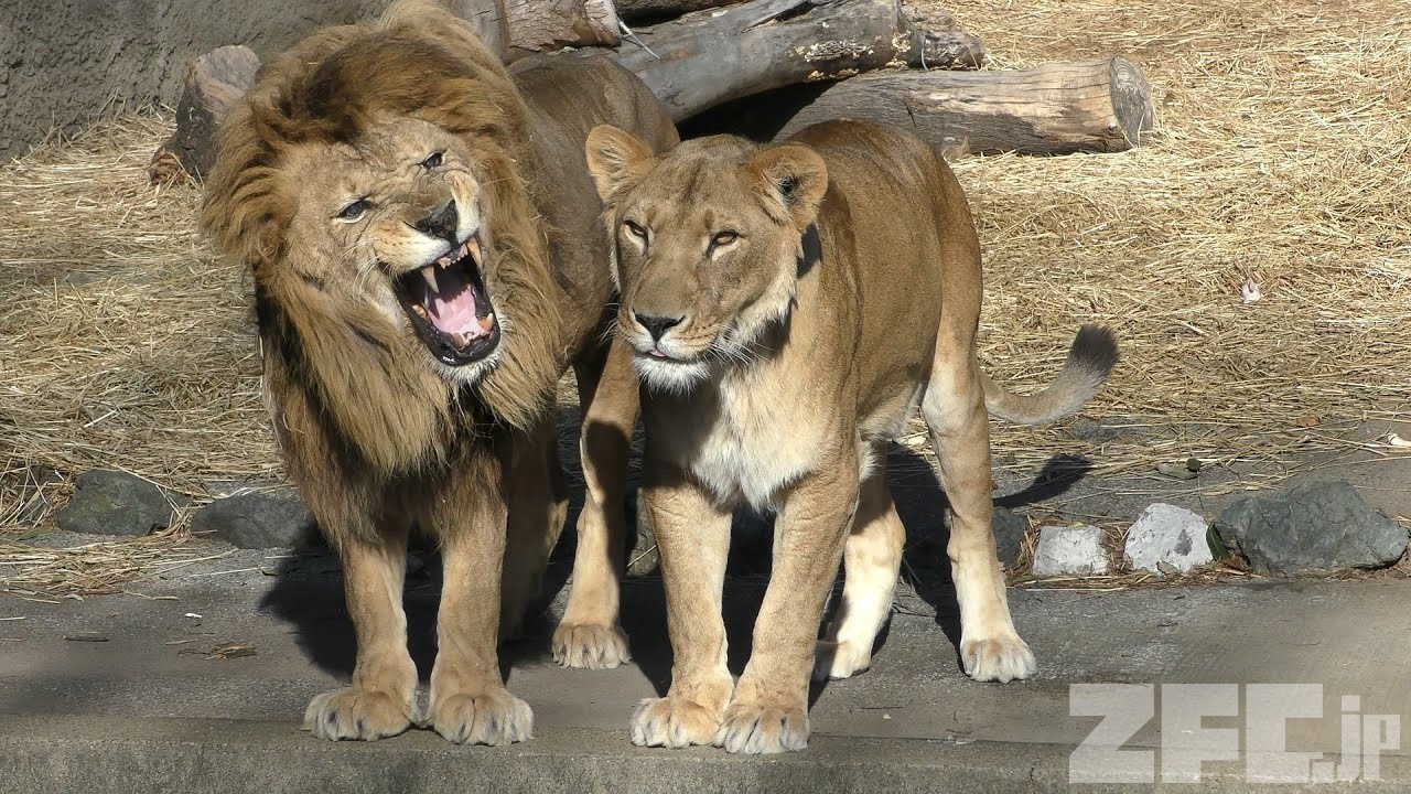 ライオン | 動物図鑑 | ZFC.jp