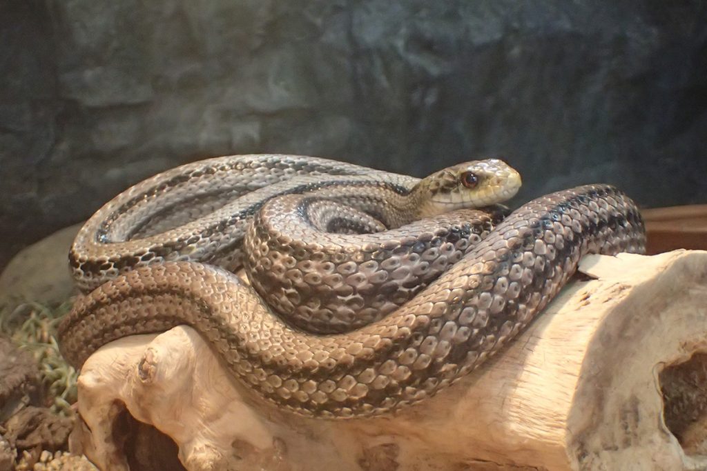 シマヘビ | | 京都市動物園