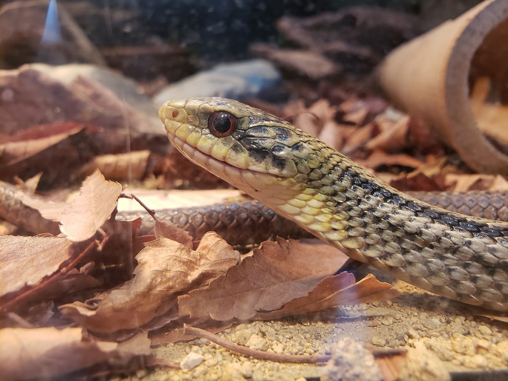 シマヘビ | | 京都市動物園