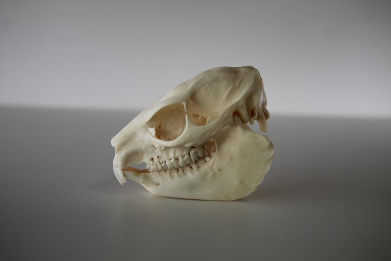 標本棚のラベル裏033 ケープハイラックス（頭骨） - 生き物・学び