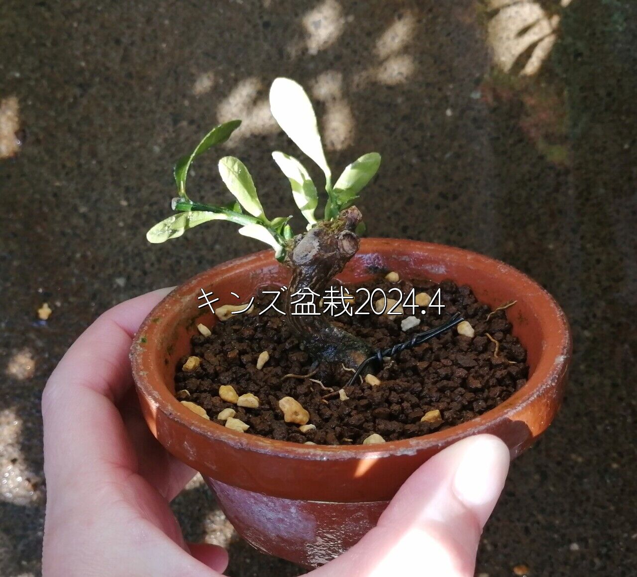 キンズ盆栽】2024.4春の植替えと成長 根の様子 根鉢 長い根 金豆 剪定