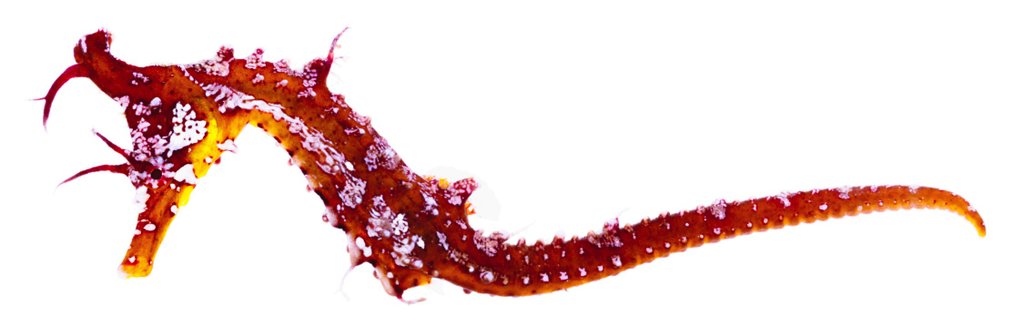 タツノオトシゴ(2024.11.21) - WEB魚図鑑