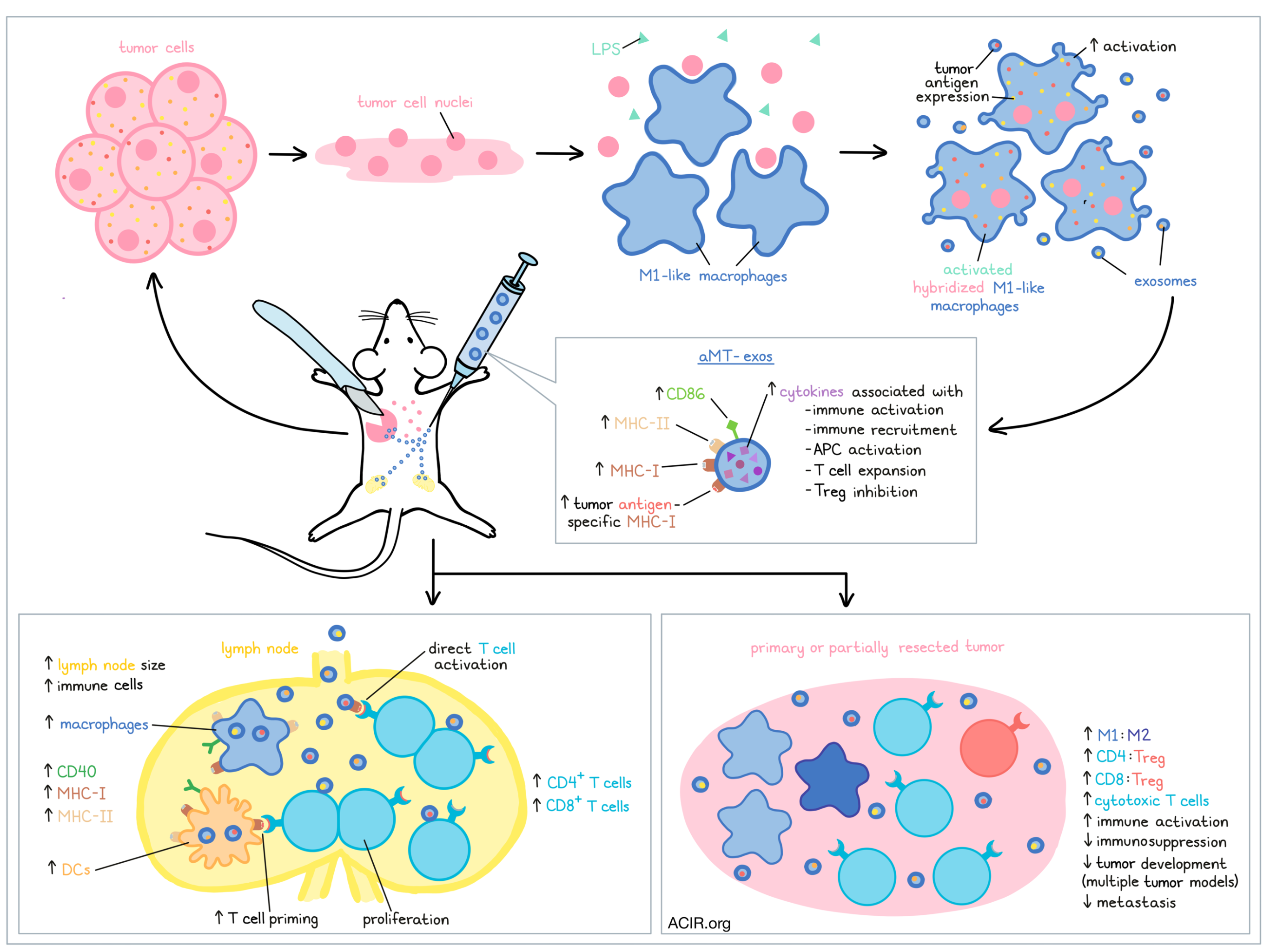 Frankenstein's macrophages produce exceptional exosomes