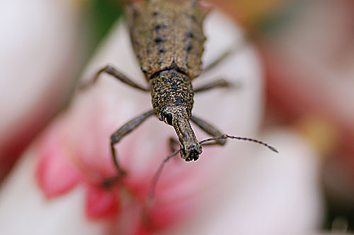 ゾウムシ | 【公式】オーストラリア唯一の日本語専門バード