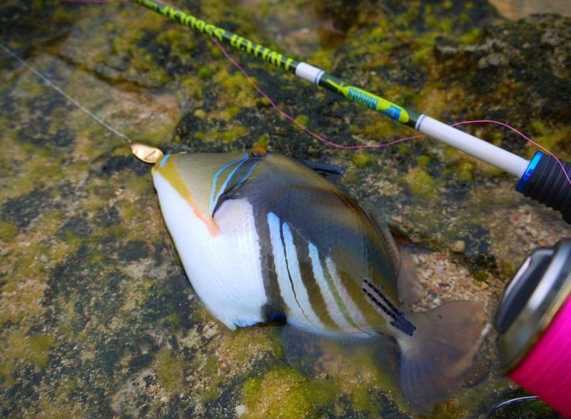 Shoots TWITCH S56UL – AGO-Products