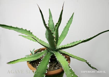 アガベ キシロナカンサ