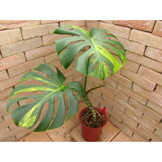 モンステラ・デリシオーサ 実生黄斑 | 希少植物の販売 アグラオネマ