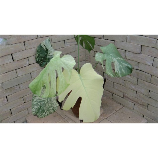モンステラ・ホワイトモンスター 超希少白斑個体 | 希少植物の販売