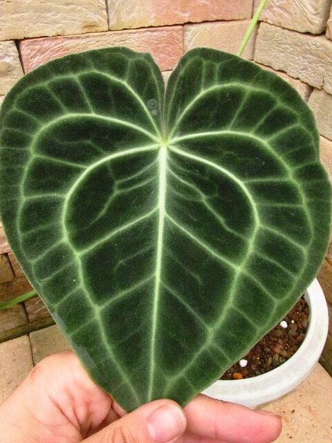 アンスリウム クラリネルビューム キングオブキング(Anthurium