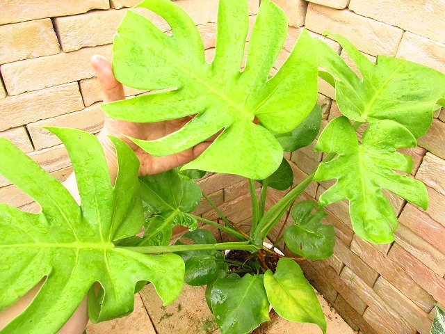 モンステラ デリシオーサ 黄金葉 オーレア (Monstera deliciosa var