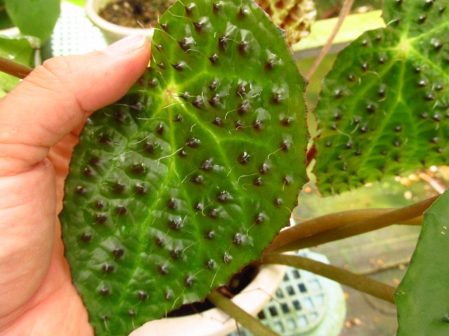 ベゴニア フェロックス(Begonia ferox) | 希少植物の販売 アグラオネマ