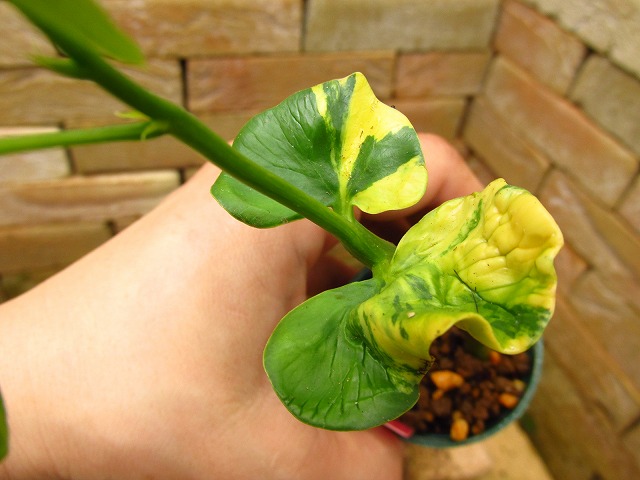 パキラ 実生 ド鮮明黄斑入り 双葉 (Pachira original vriegata) | 希少