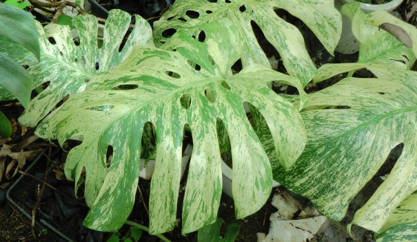 モンステラ デリシオーサ ホワイトモンスター(Monstera deliciosa