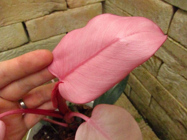 フィロデンドロン ピンクプリンセス サイケピンク(Philodendron