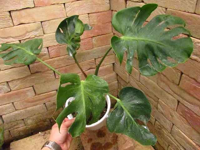 モンステラ デリシオーサ ゾンビ(Monstera deliciosa 