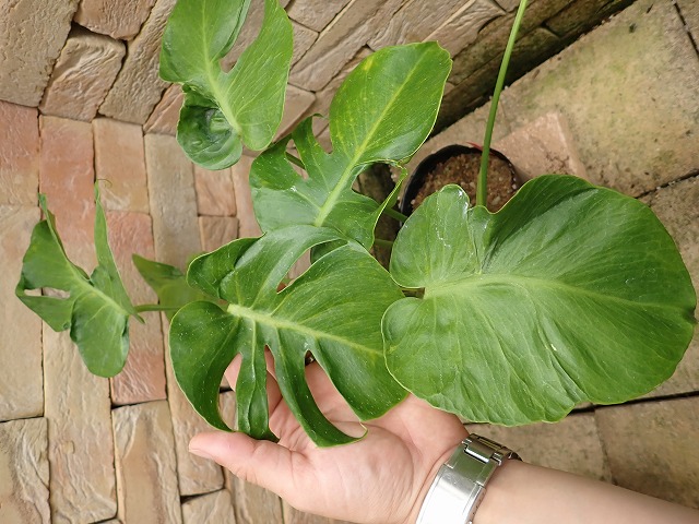 モンステラ デリシオーサ グリーンモンスター 実生 奇形系統 (Monstera