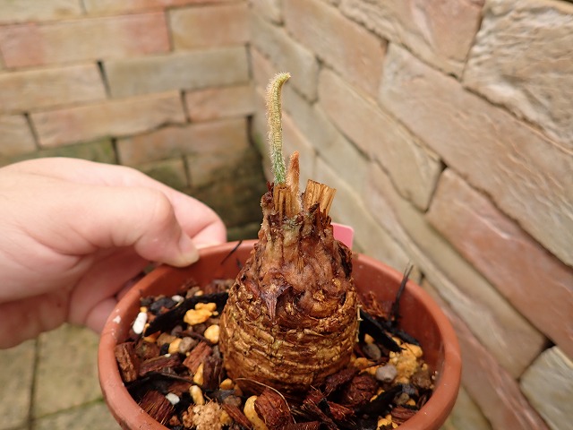 サイカス シアメンシス (Cycas siamensis) タイシルバー | 希少植物の