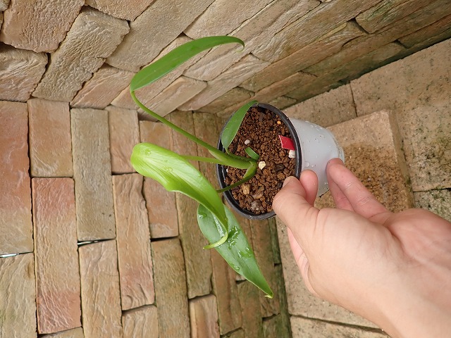 モンステラ バールマルクスフレーム(Monstera burle marx's flame