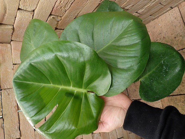 モンステラ デリシオーサ 反曲極丸葉 実生選別 | 希少植物の販売