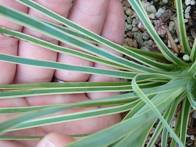 ユッカ ロストラータ 斑入り 超稀少個体(Yucca rostrata seed selected