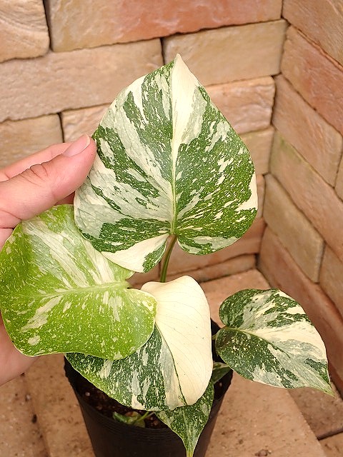 モンステラ デリシオーサ 世にも美しいプラチナム セレクト斑入り