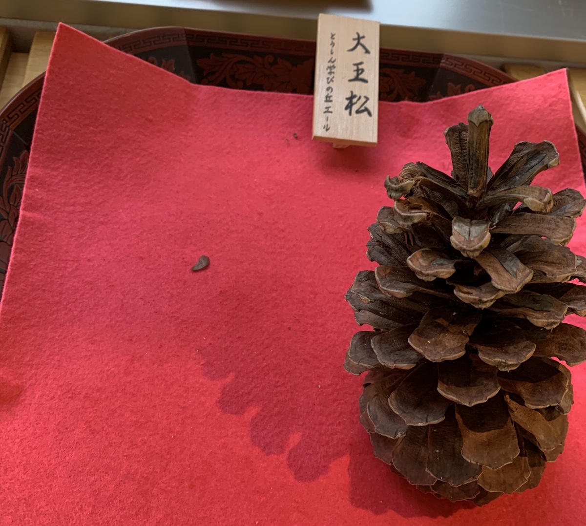 クリスマスオーナメントにも！多治見市内でどんぐり・松ぼっくりが