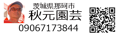 山採り自然樹形オトコヨウゾメ販売 秋元園芸