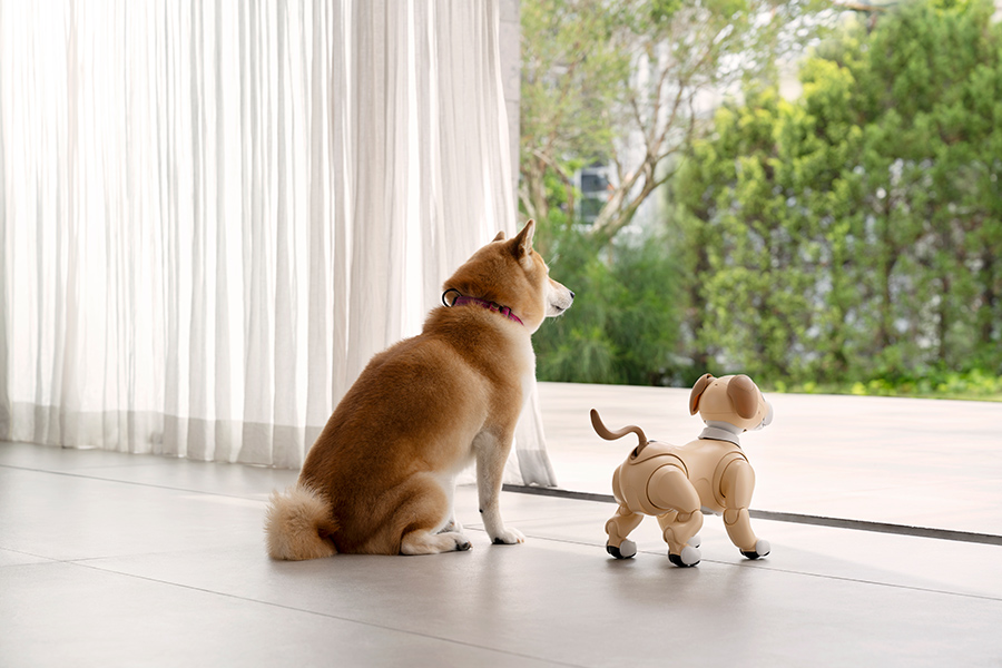 aibo きなこ エディション | aibo