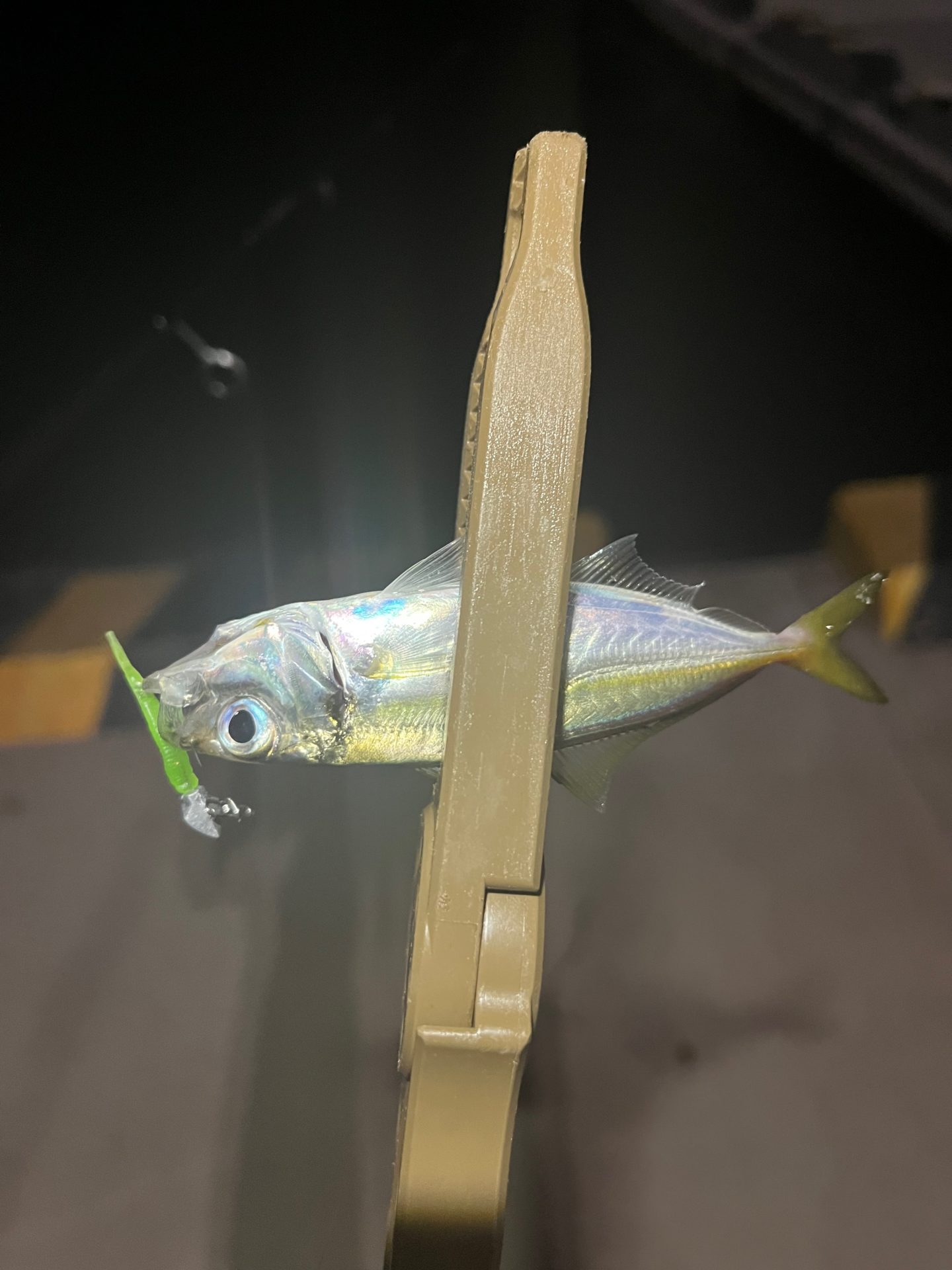 23レガリス LT2000S-Pで豆アジング | madaoもアジング