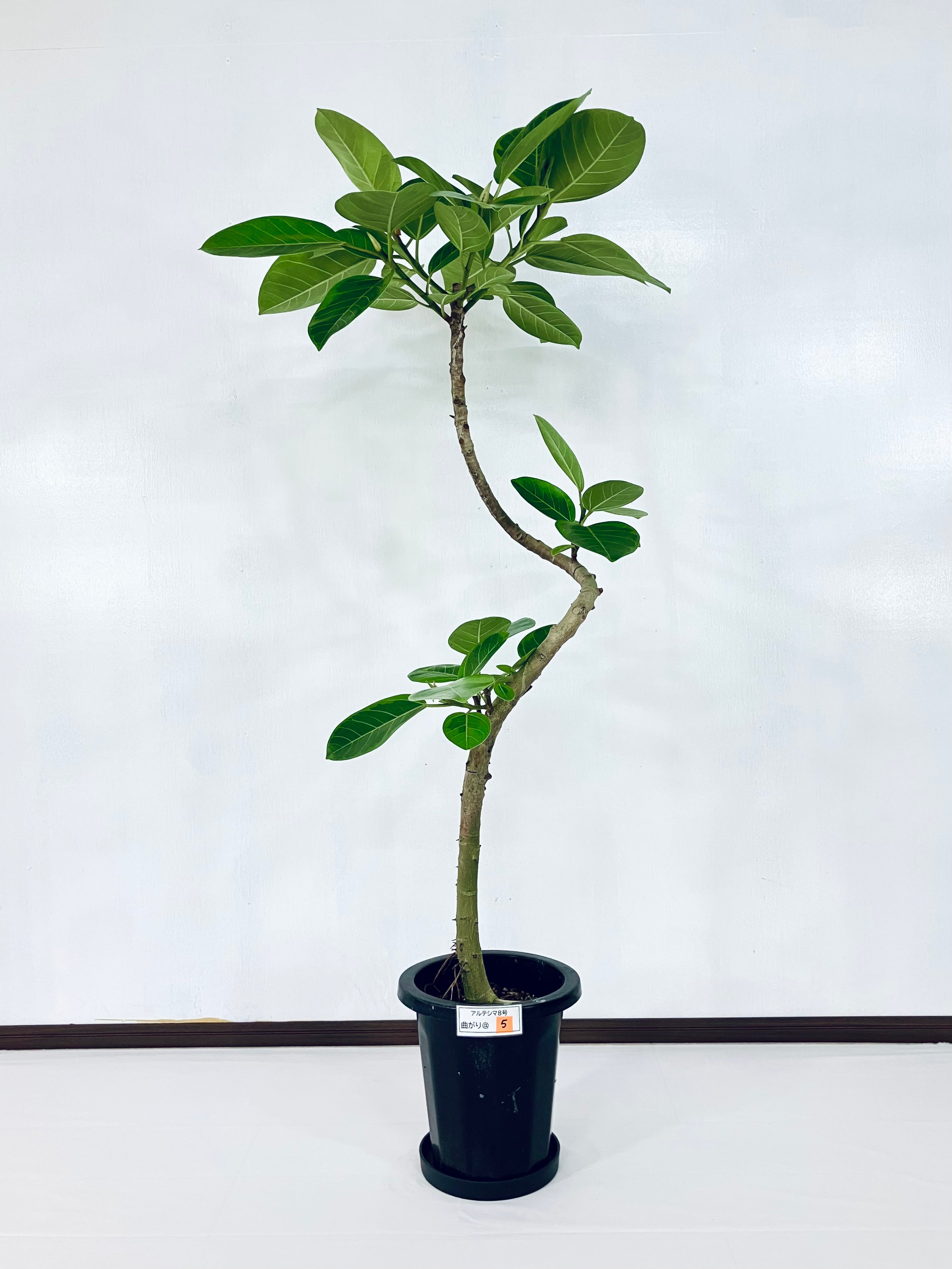 フィカス ベンガレンシス 136cm 8号 S-shaped tree form 【公式通販】