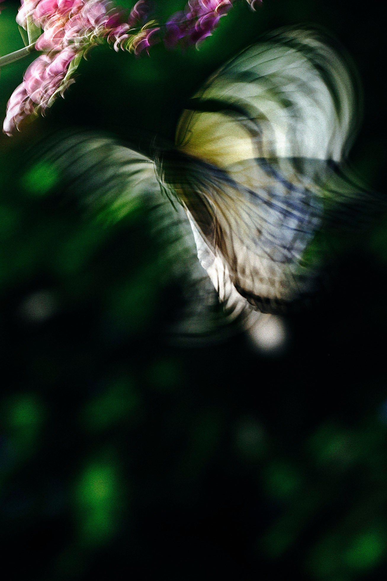 山上新平写真展 KANON - 本 屋 青 旗 Ao-Hata Bookstore