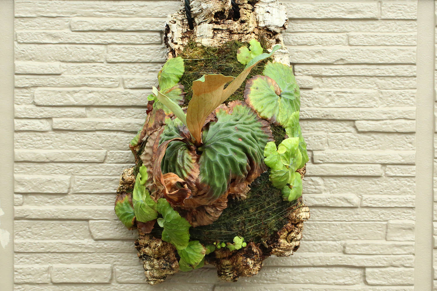 Platycerium madagascariense マダガスカリエンセ ビカクシダ 栽培記録