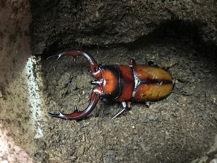 山遊び：中之島産トカラノコギリクワガタの飼育（成虫割り出し）│うみ