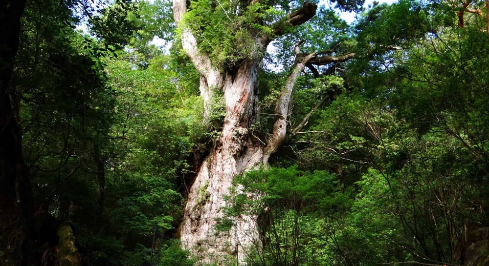 世界自然遺産に自生する「屋久杉」の樹齢は？世界でもっとも長生きな木