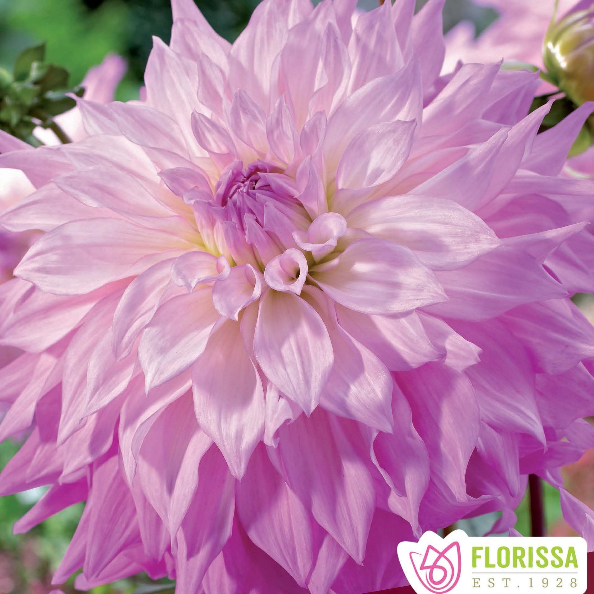 Preorder Dahlia 'Sir Alf Ramsey' | Amsterdam Garden Centre