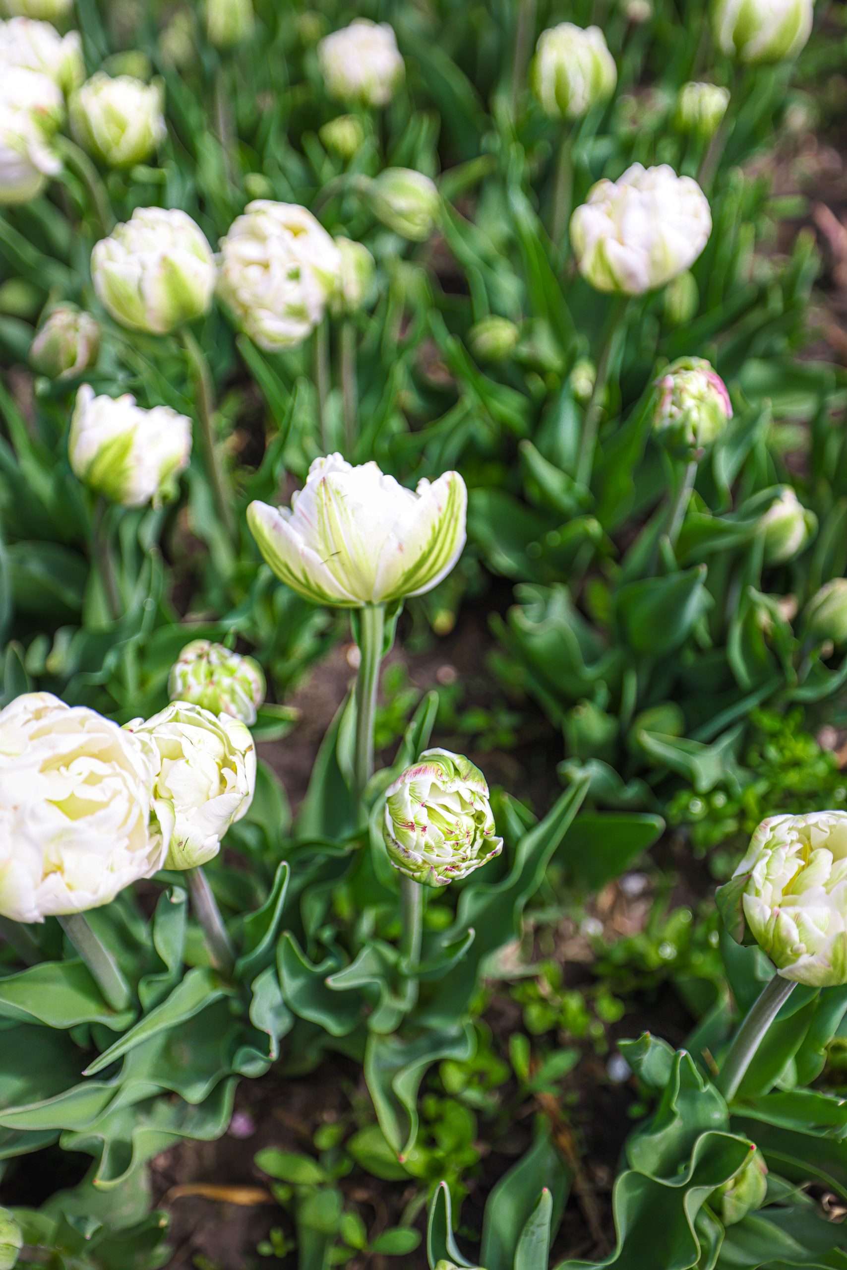 Where to Find Tulips in Holland During Tulip Time Festival - Annie