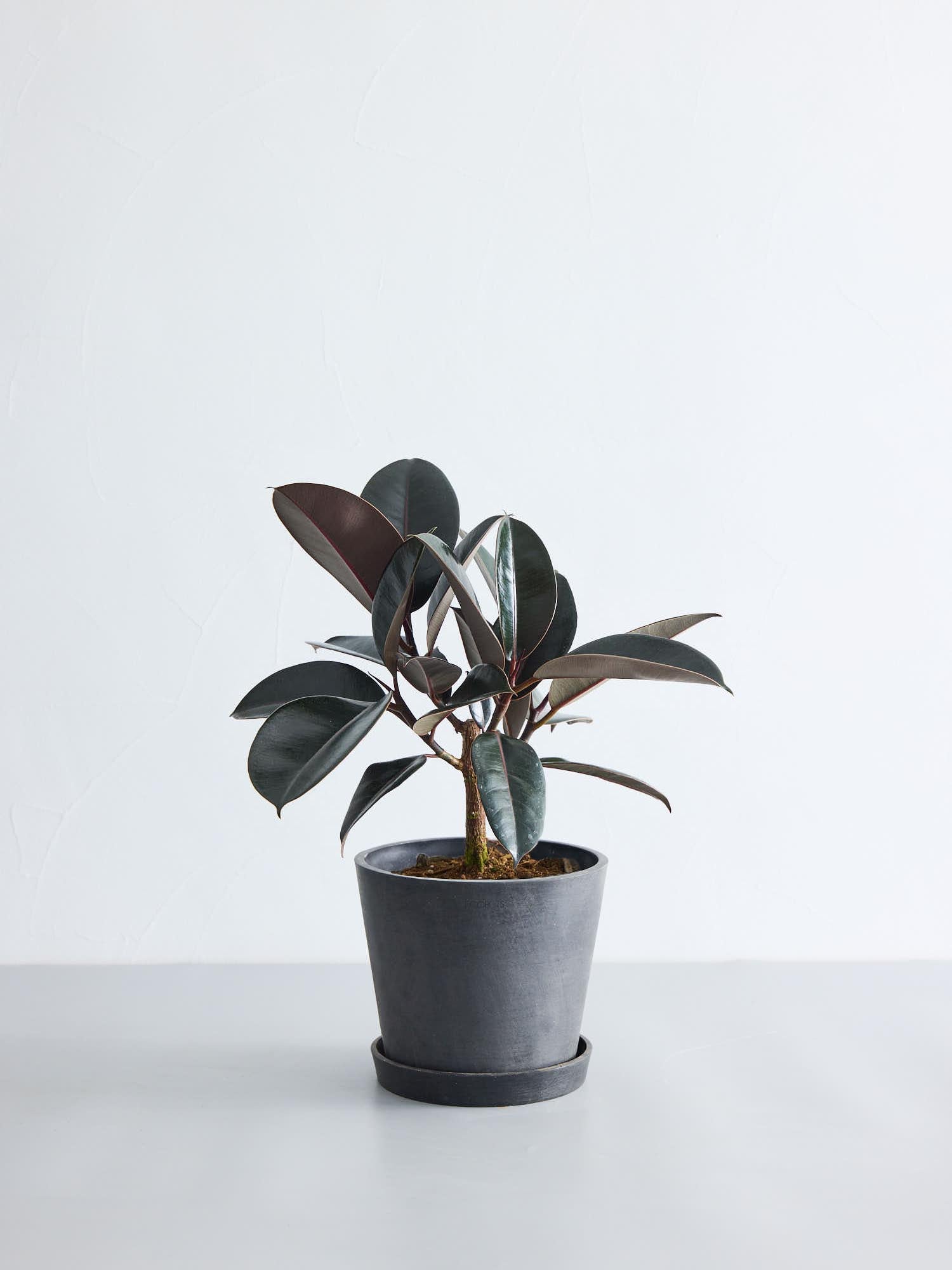 フィカス・バーガンディ S | 観葉植物の通販 AND PLANTS (アンドプランツ)