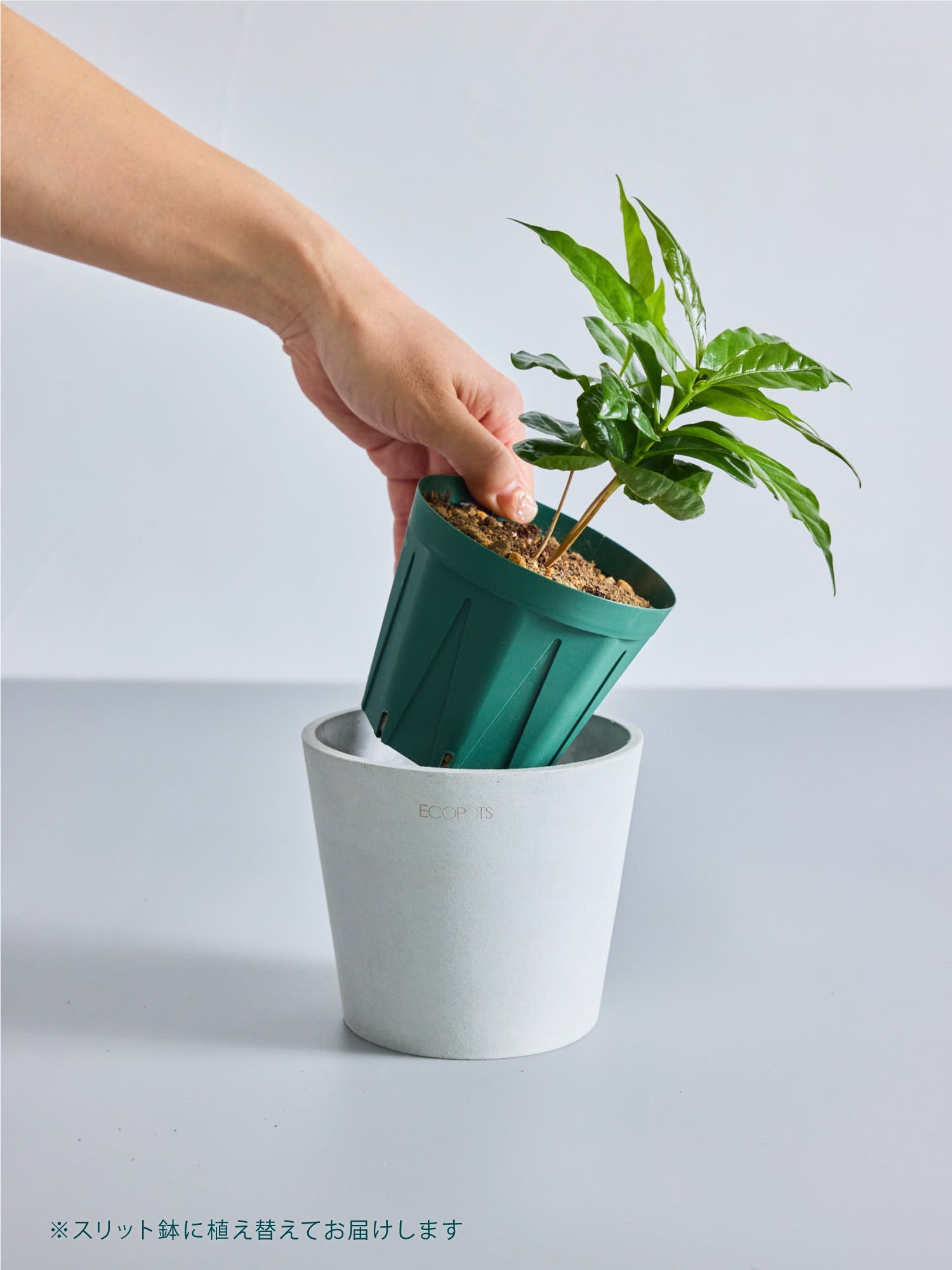 盆栽 三河黒松 Table-S | 観葉植物の通販 AND PLANTS (アンドプランツ)