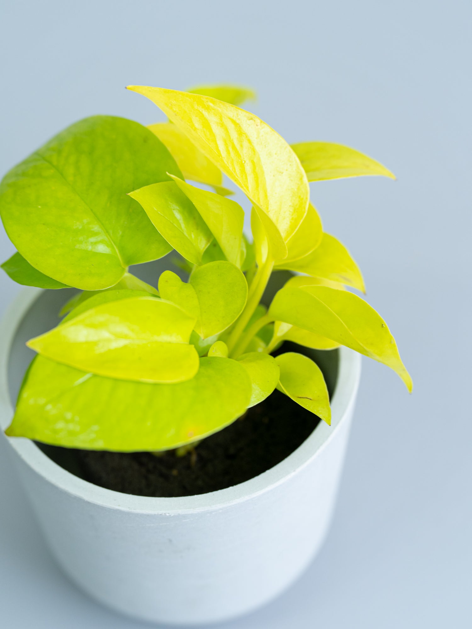 クリアプランツ】ポトス・ライム Table-S | 観葉植物の通販 AND PLANTS