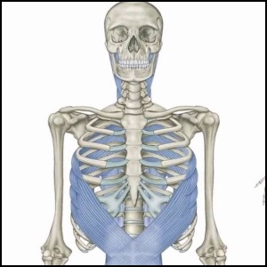 アナトミートレイン☆AnatomyTrains☆シリーズ1＋2☆DVD8枚